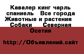 Кавалер кинг чарль спаниель - Все города Животные и растения » Собаки   . Северная Осетия